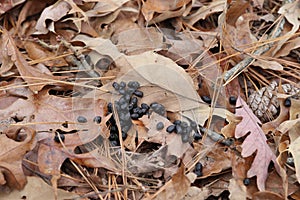 Deer scat in the woods on fallen leaves