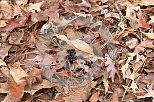 Deer scat in the woods on fallen leaves