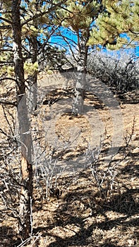 Deer in the Scenic landscape sunny trails Curt Gowdy State Park photo