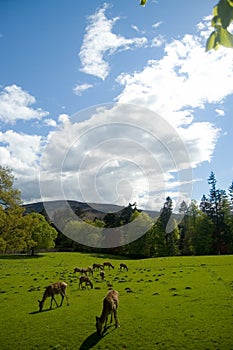 Deer and scottish landscape