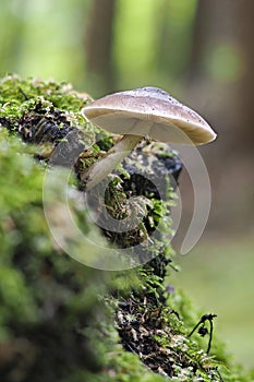 The Deer Shield (Pluteus cervinus) is an edible mushroom photo