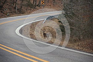 Deer sighting crossing road