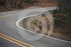 Deer sighting crossing road