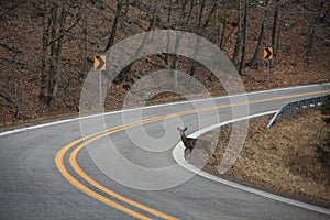 Deer sighting crossing road