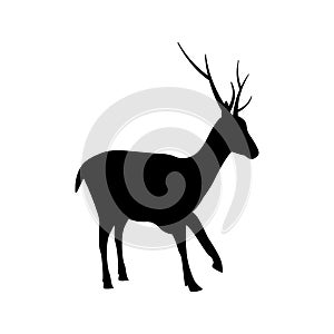 Deer silhouette icon design template vector isolated