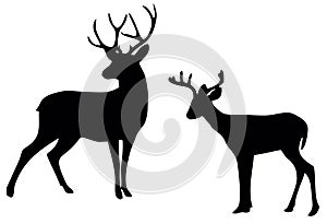 Deer silhouette ont he white background
