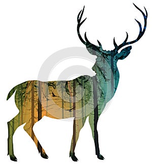 Deer photo