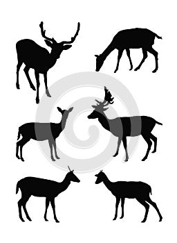 Deer silhouette
