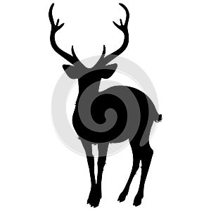 Deer silhouette