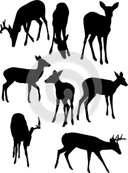 Deer Silhouettes photo