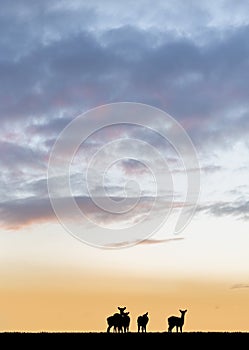 Deer silhouettes at sunrise