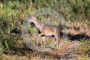 A deer with a single antler