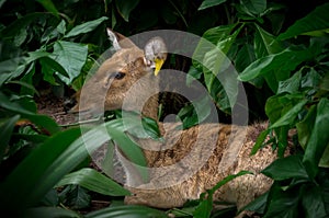 Deer sitting among the trees