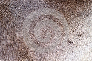 Deer skin close up. Top view