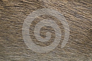 Deer skin texture abstract background.