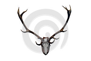 Deer skull