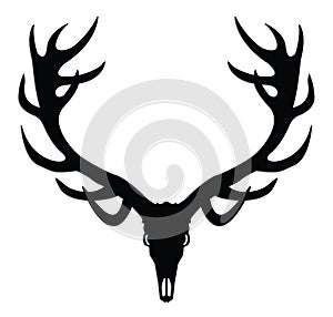 Deer skull with antlers