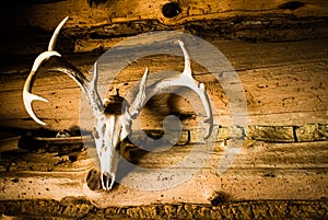 Deer Skull with Antlers as Wall Decoration