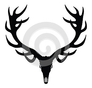 Deer skull with antlers photo
