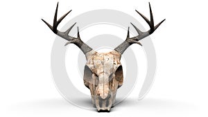 Deer skull closeup shot