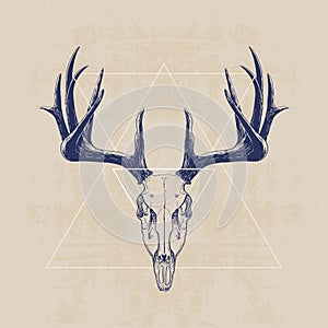 Deer skull