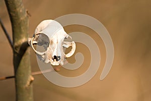 Deer skull