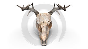 Deer skull - top down view