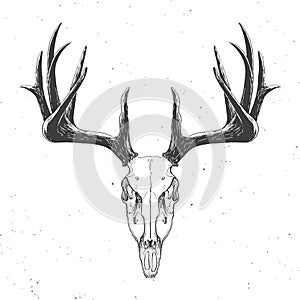 Deer skull on white