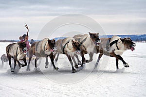 Deer sledding