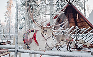 Deer with sledge in winter forest in Rovaniemi  Lapland  Finland