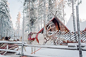 Deer with sledge in winter forest in Rovaniemi, Lapland, Finland