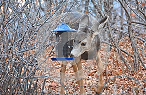 A Deer Snack at the Bird Feeder