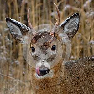 Deer and snow