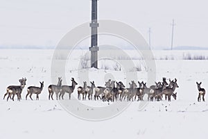 Deer in the snow