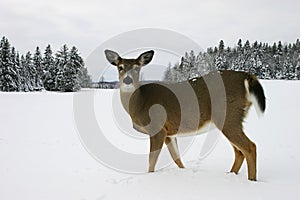 Deer in the Snow