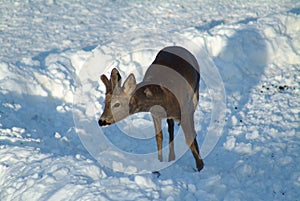 Deer on the snow
