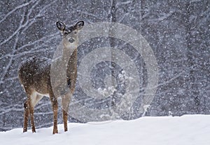 Deer in snow