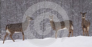 Deer in snow