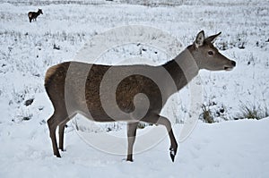 Deer in the snow in Glen coe