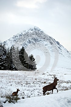 Deer in the snow at Glen Coe in Scotland
