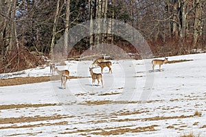 Deer in a snowy field