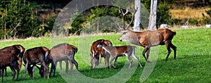 deer and a softs in nature panorama