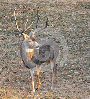 A Deer Sporting a Huge Rack!