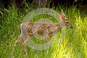 Deer. Spotted young baby deer. Wild Animals. Wildlife nature photography. Green grass with sunbeams