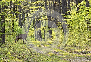 Deer in spring forest