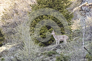 Deer during spring on the Italian alps