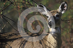 Deer in spring, Skyline Drive, Shenandoah National Park, VA