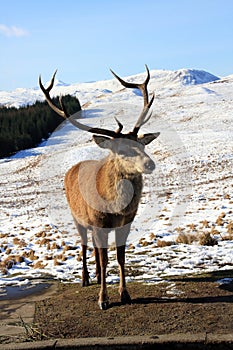 Deer Stag