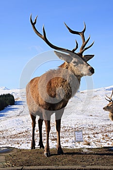 Deer Stag