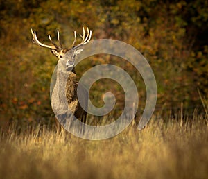 Deer Stag